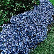 Blue Clips Campanula Late Spring To Midsummer Full Sun Lawn And Garden Ground Cover Garden Yard Ideas