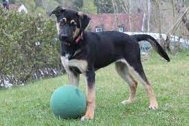 A rottweiler and labrador mix could fall anywhere in that range, depending on the health of the dog. Rottweiler Lab Mix A Lovable Malleable Breed Labrottie Com