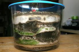 Pin By William Johnson On Formicaria Formicarium Ants Vivarium
