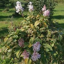 Image result for Syringa prestoniae