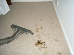 Carpet cleaning & pest control our company crikey cleaner services provides carpet and pest packages throughout the year no matter what your requirements are from end of lease or summertime freshen up around your home or complex. Carpet Cleaning Pest Control Ph 0402415172
