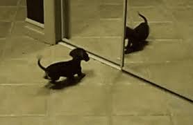 The best gifs are on giphy. Barking Dogs Gif Pet S Gallery