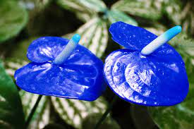 Original Flower In The Rain Anthurium Flower Anthurium Plant Rare Flowers