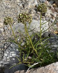 Image result for Asclepias grandirandii
