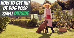 Getting rid of the sulfur smell in the urine involves treating the underlying cause, and there are times when a visit to the doctor may be necessary. How To Get Rid Of Dog Poop Smell Outside Treatment And Prevention