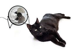 Frequent special offers and discounts up to 70% off for all products! Wondering How To Cool Down A Cat 9 Tips Catster