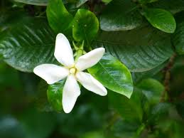 Image result for Gardenia resinifera