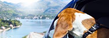We did not find results for: Pin On Dog Transport Melbourne