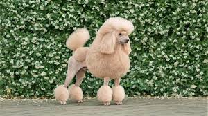 Judging the Poodle – Showsight Magazine