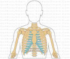 Get body smart anatomy animations. Rib Bones Getbodysmart Com Rib Bones Rib Cage Anatomy Human Ribs