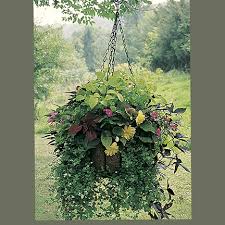 Free delivery and returns on ebay plus items for plus members. Hanging Baskets For Plants Kinsman Garden