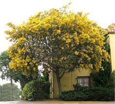 Ufei Selectree A Tree Selection Guide Acacia Baileyana Mimosa Tree Street Trees