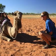 Experience the vast changing landscapes as we make our way across the northern territory to uluru. Alice Springs Camel Tours Uluru Ayers Rock Australia