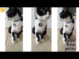 Kedi Ve Kopek Icin Tasma Nasil Yapilir Melek Tasma Yapimi Yapilisi Detayli Anlatim Youtube