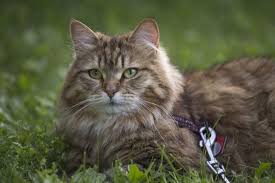 They love to play and seek the attention of their caregiver or companion, but they do not overly demand it. Finding A Siberian Cat To Rescue Lovetoknow