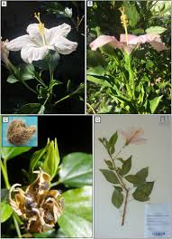 Image result for Disperis sp. nov. aff. macowanii