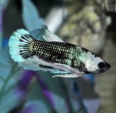 Colorful Betta Images Betta Betta Tank Betta Fish