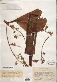 Image result for Eriolaena rulkensii