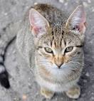 Mixed Breed Cats: How to Identify Them Propetly?