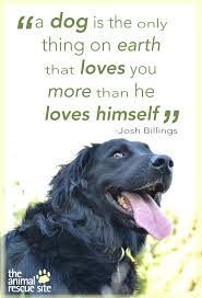 The Animal Rescue Site Animal Rescue Animal Rescue Site Animals
