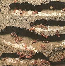 Fourmiliere interieure / le site officiel du ministère de l'intérieur la fourmiliere un lieu convivial combinant le tatouage et la kustom fourmiliere l antkube anthill avec reservoir interieur 15x15x1 5 cm. Vie De L Association La Fourmiliere En Transparence Les Echos De La Fourmiliere
