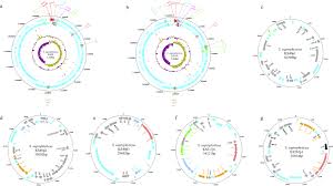 Image result for Staphylococcus Saprophyticus