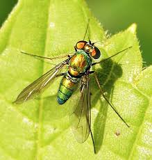 Image result for Dolichopentas