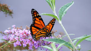 Maybe you would like to learn more about one of these? 74 Monarch Butterfly Wallpaper On Wallpapersafari