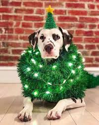 Dress Up Your Pet Cute Holiday Photo Ideas For Pets Photos Holiday Pet Photos Pet Holiday Christmas Pet Photos