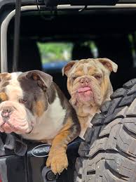 Most comfortable with women, but did live with family. Gresham English Bulldogs Home Facebook