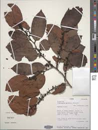 Image result for Strombosiopsis tetrandra