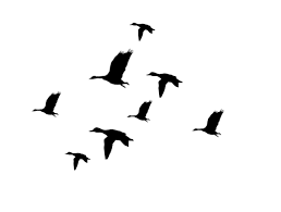 Bird In Flight Silhouette Clip Art Flying Ducks Silhouette Clipart Best Duck Silhouette Silhouette Tattoos Duck Tattoos