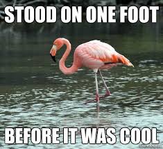 Stood On One Foot Before It Was Cool Hipster Flamingo Funny Flamingo Flamingo Flamingo Pictures