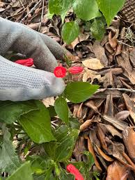 Image result for Ruellia brevifolia