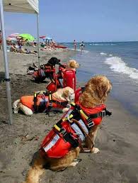Lifeguard Doggos In Croatia Working Dogs Dogs With Jobs Cute Dogs