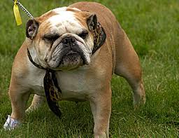 The English Bulldog