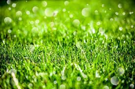 See how long your turf can go without water and set a program based off of that, rather than a predetermined schedule. Get Your Colorado Springs Lawn Water Guide From Sprinklers Inc