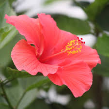 Image result for Hibiscus platycalyx