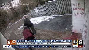 Video Of Cat Being Assaulted Set On Fire Leads To Animal Cruelty Investigation Youtube