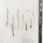 Image result for Aristida diminuta