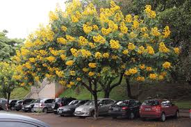 Image result for cassia