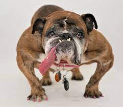 Concours du chien le plus moche. Voici Le Chien Le Plus Laid Du Monde Zsa Zsa 9 Ans Un Bouledogue Femelle Actu