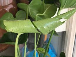 New Monstera Leaf Growing With Brown Spots
