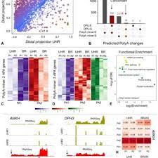 Check spelling or type a new query. A Polya Miner Reveals Extensive 3 Utr Elongation In Maqc Brain And Download Scientific Diagram