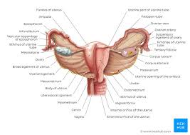 Rear view of female hip and leg muscles, with labels. Female Reproductive Organs Anatomy And Functions Kenhub