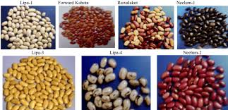 Image result for Phaseolus vulgaris