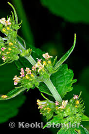 Image result for Hyptis