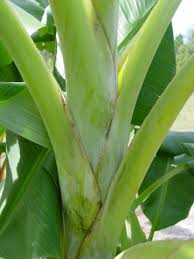 What is the shipping size. Blue Java Ice Cream Banana Tree Musa Sp Urban Tropicals