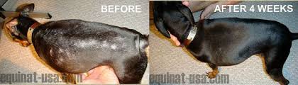 Dermacton Itchy Dog Skin Conditioning Cream Equinat Usa Com Itchy Dog Skin Dog Skin Vitamins For Hair Growth