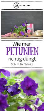 Petunien Anbauen Hangende Und Stehende Petunien Im Garten Petunien Pflanzen Und Balkon Pflanzen